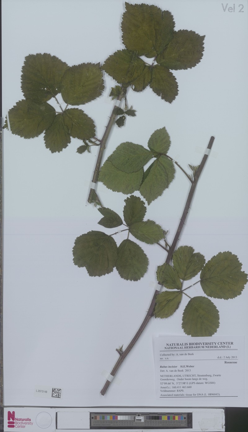 Rubus incisior photo 3