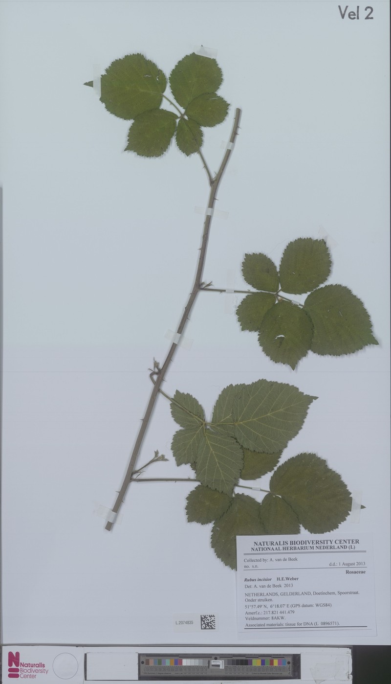 Rubus incisior photo 4