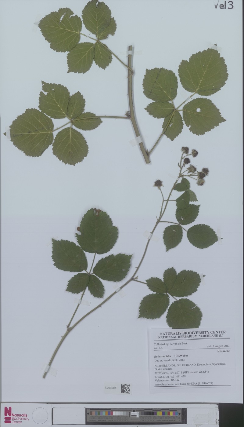 Rubus incisior photo 5