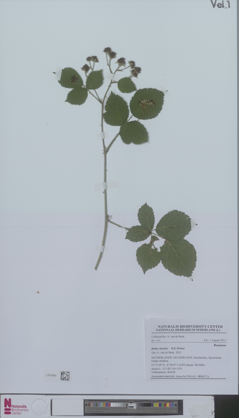 Rubus incisior photo 6