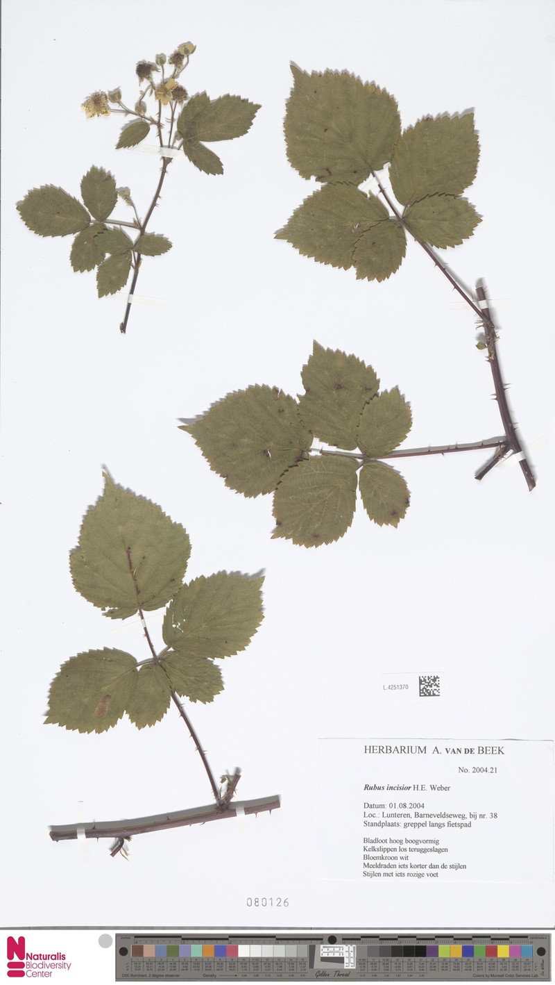 Rubus incisior photo 7