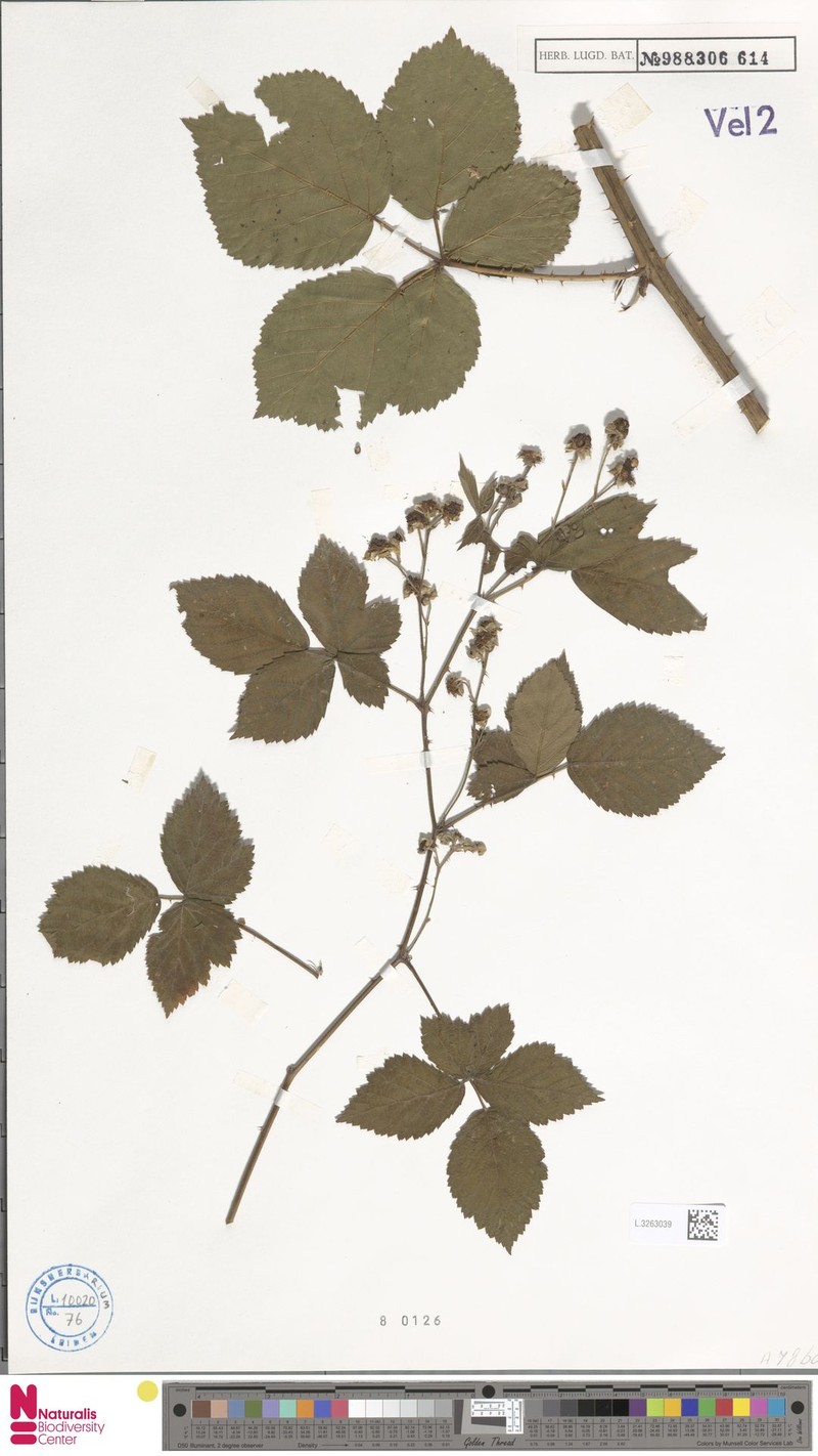 Rubus incisior photo 8