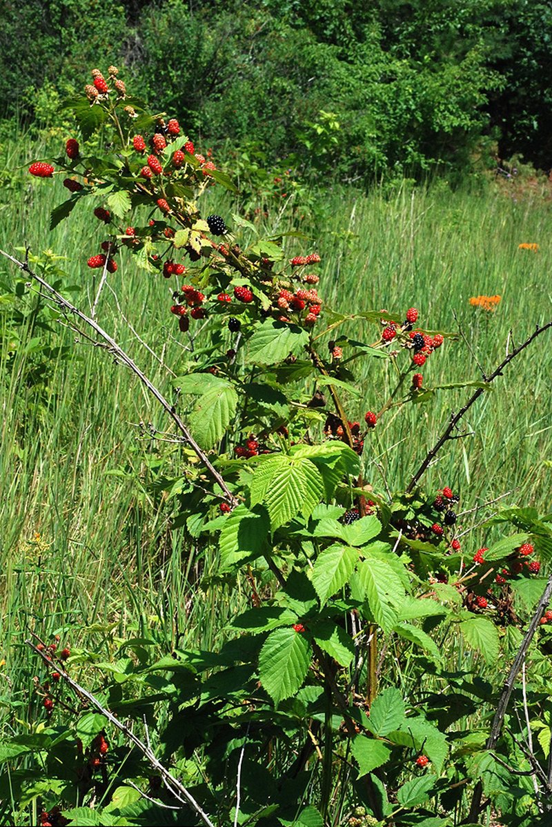 Marshland Blackberry photo 2