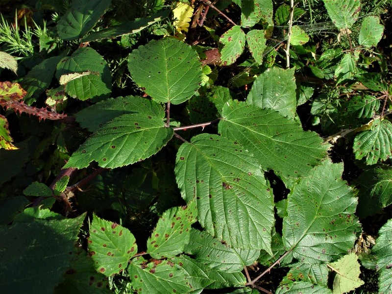 Rubus incurvatiformis photo 2