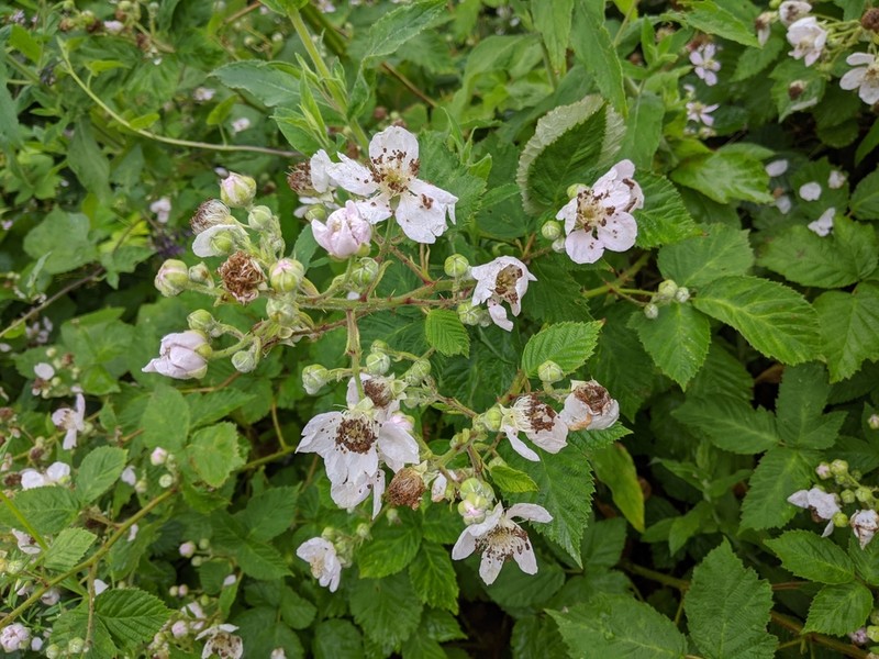 Rubus incurvatiformis photo 3