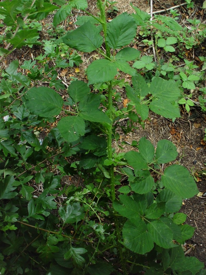 Rubus incurvatiformis photo 4