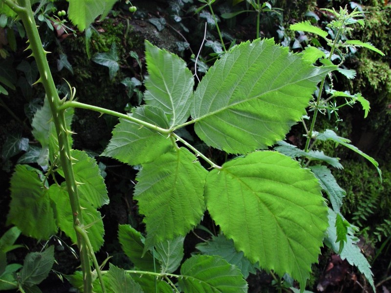 Rubus incurvatiformis photo 5