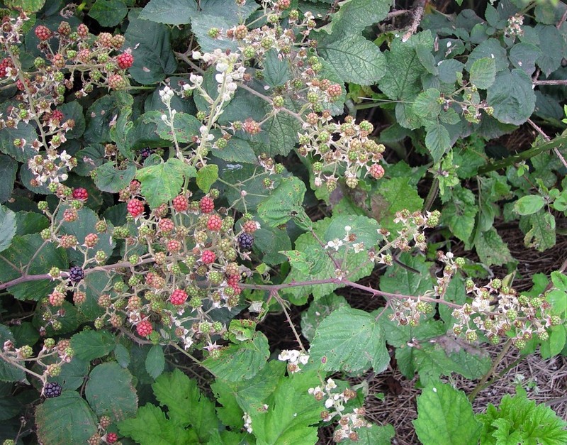 Rubus incurvatiformis photo 6