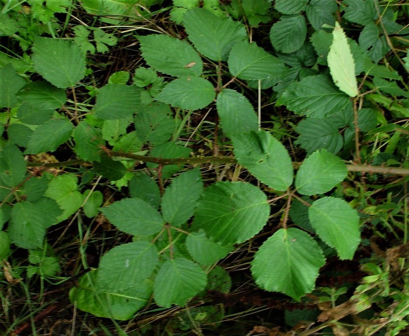 Rubus incurvatiformis photo 7
