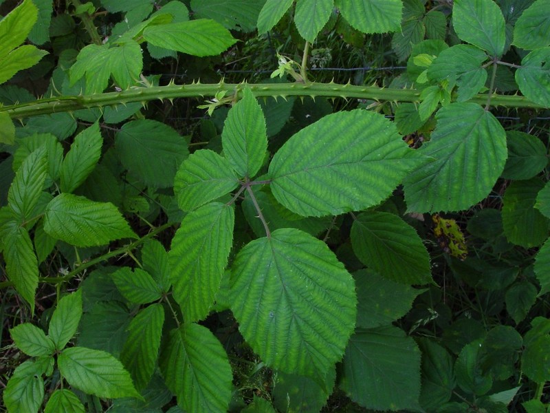 Rubus incurvatiformis photo 8