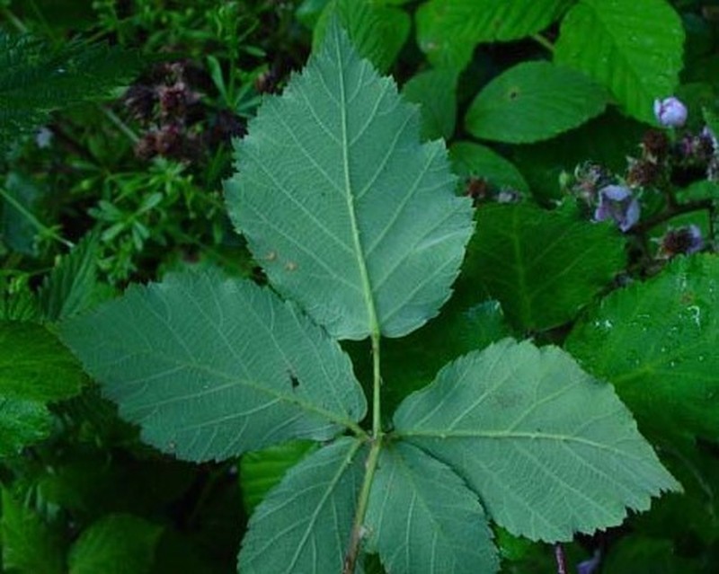 Rubus incurvatus photo 2
