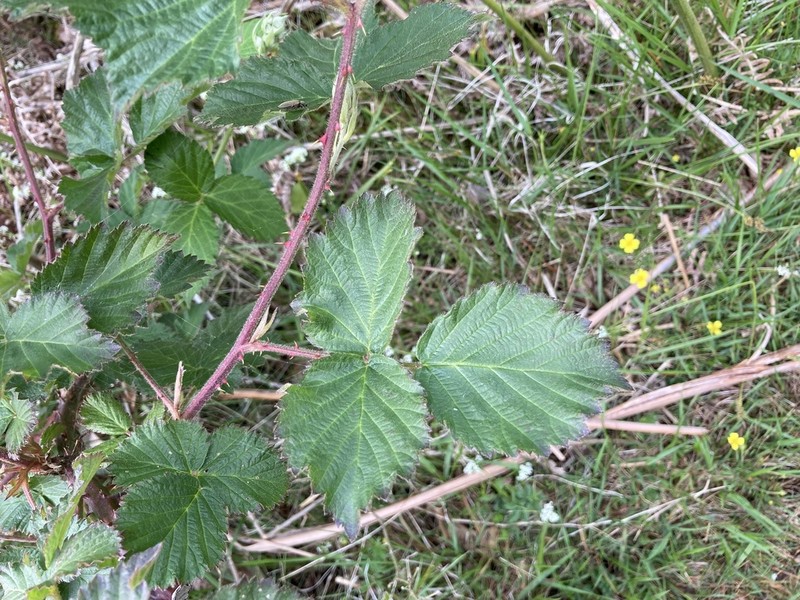 Rubus incurvatus photo 3