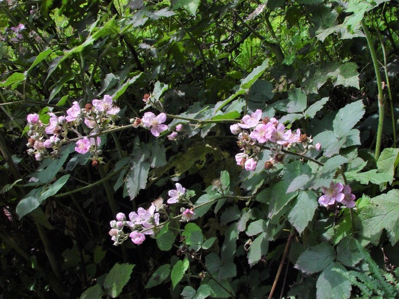 Rubus incurvatus photo 4