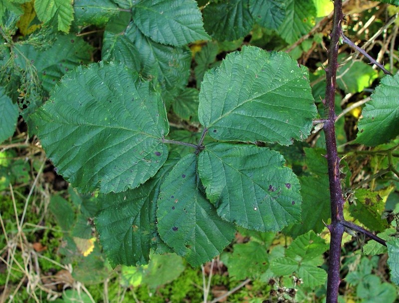 Rubus incurvatus photo 5