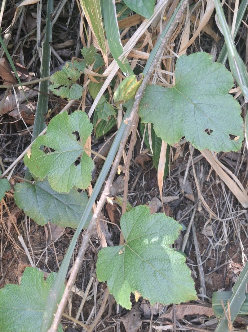 Rubus indicus