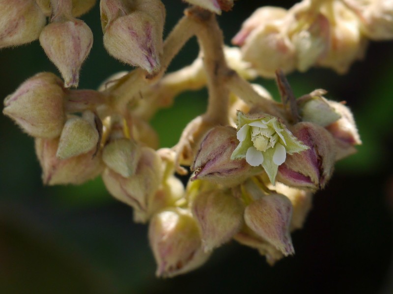 Rubus indicus photo 2