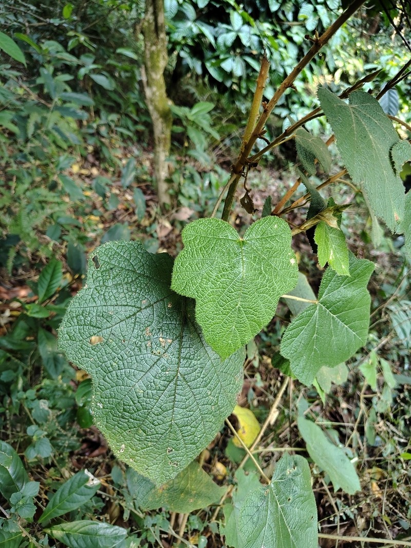 Rubus indicus photo 3
