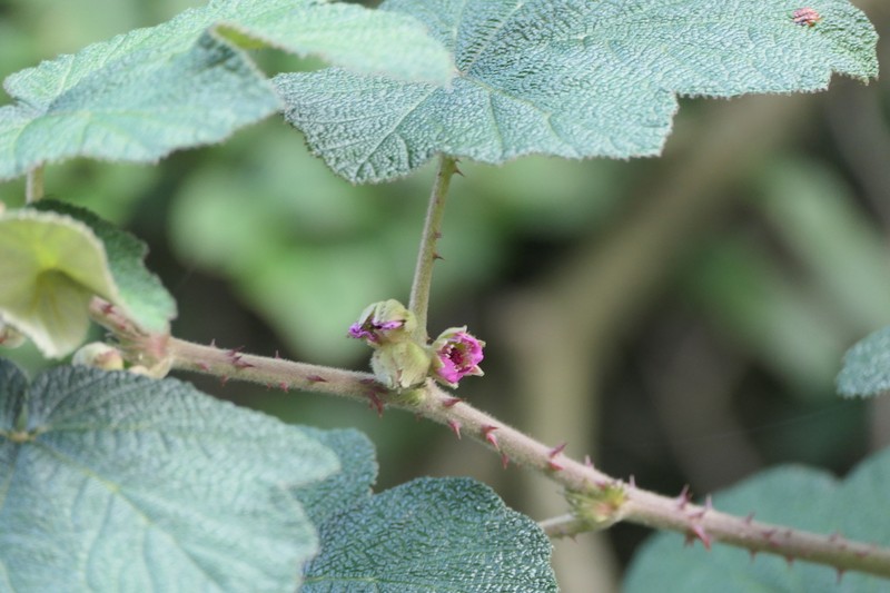 Rubus indicus photo 4