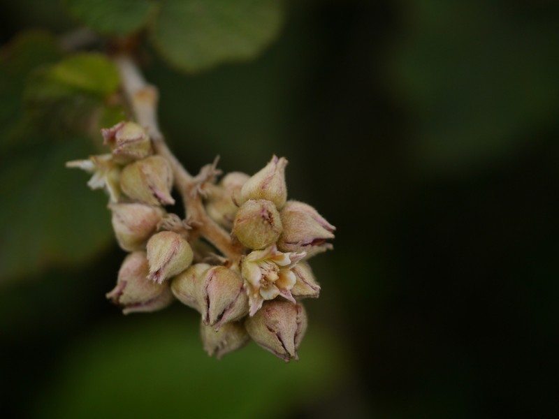 Rubus indicus photo 5