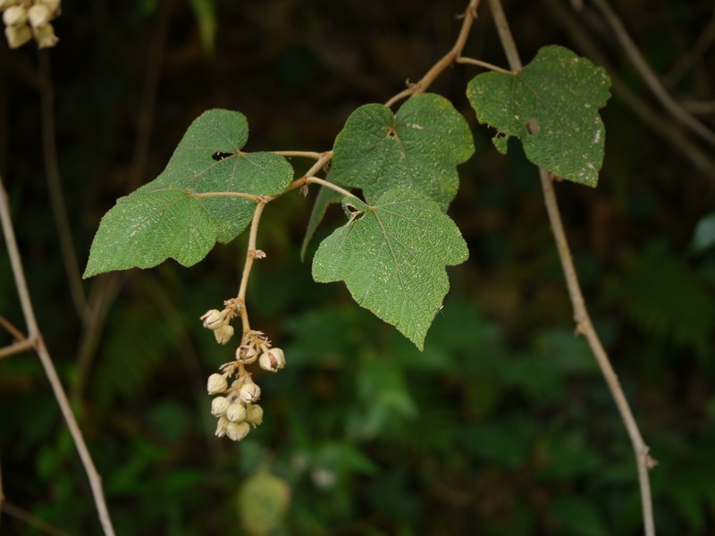 Rubus indicus photo 6