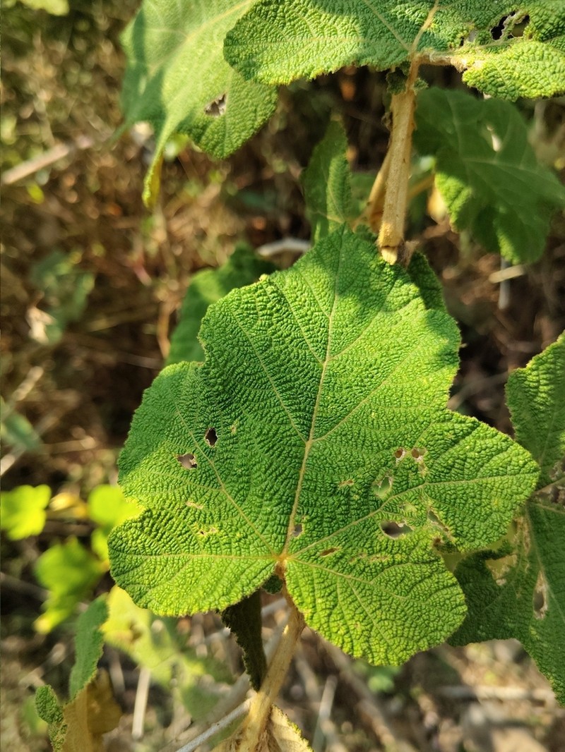 Rubus indicus photo 7