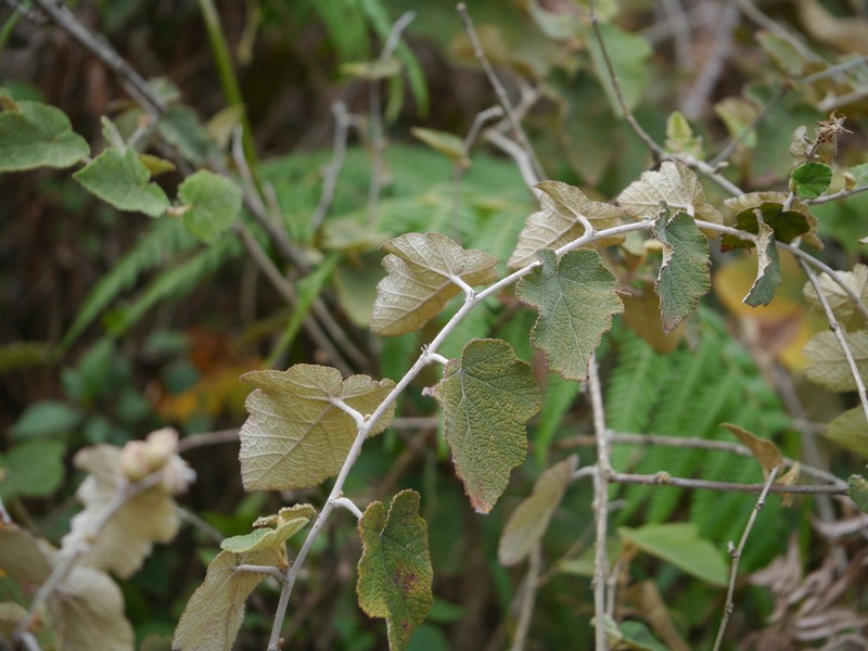 Rubus indicus photo 8