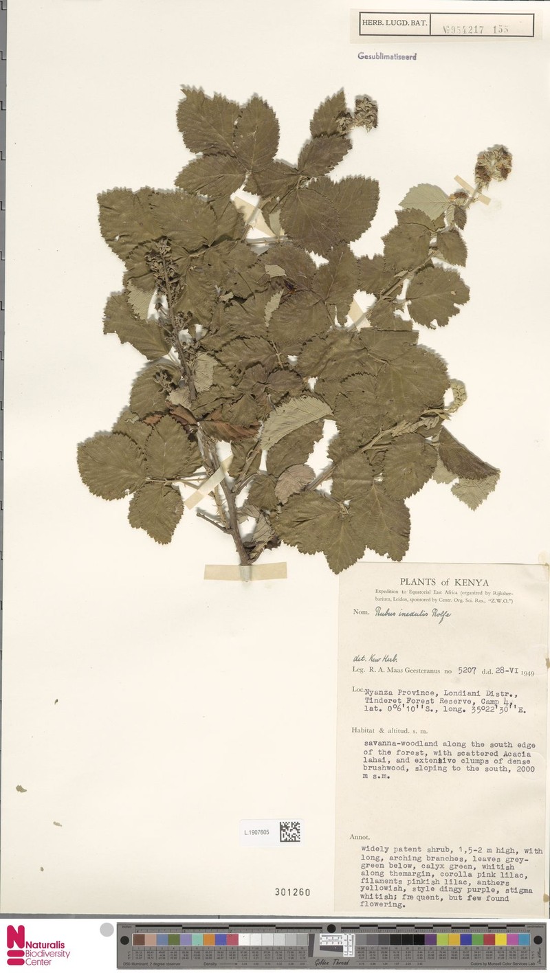 Rubus inedulis