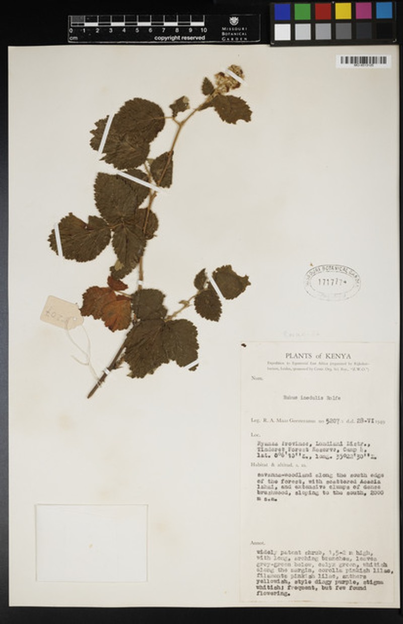 Rubus inedulis photo 2