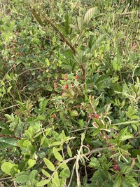 Ocala Blackberry