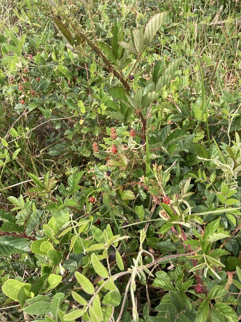 Ocala Blackberry