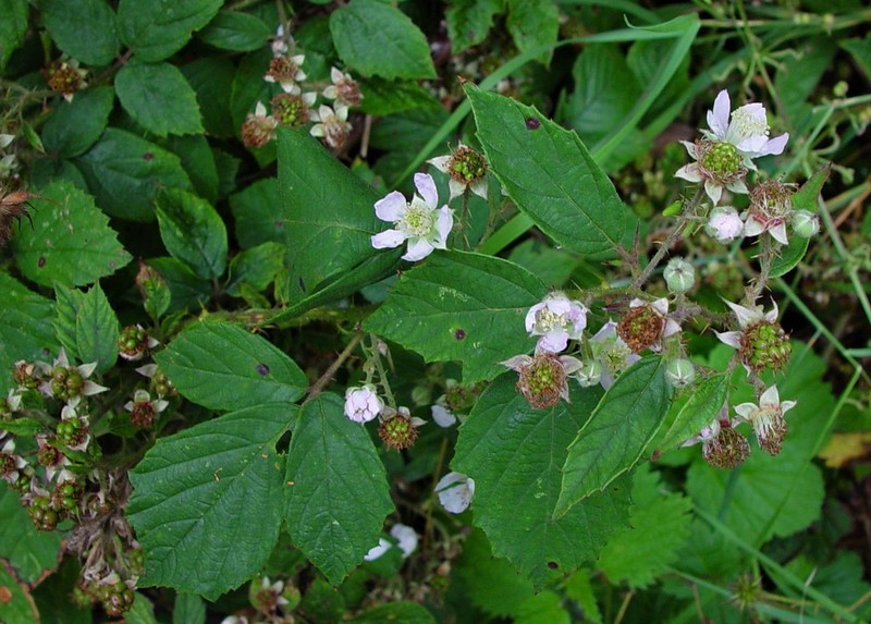 Rubus infestus photo 2
