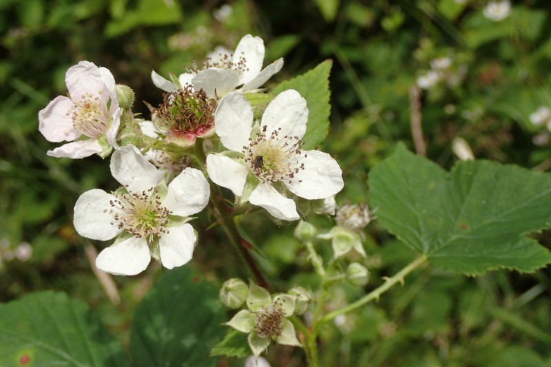 Rubus infestus photo 3