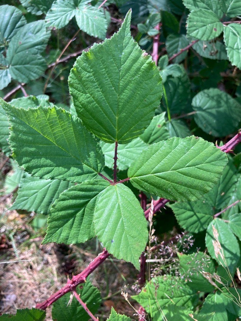 Rubus infestus photo 4