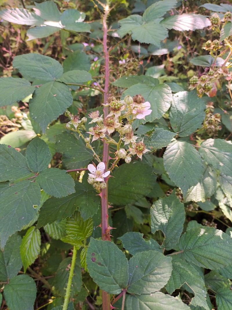 Rubus infestus photo 5