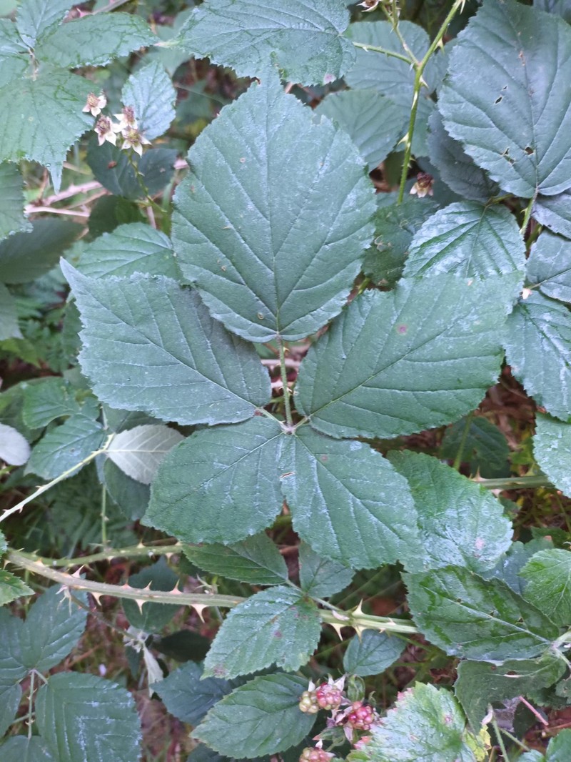 Rubus infestus photo 6