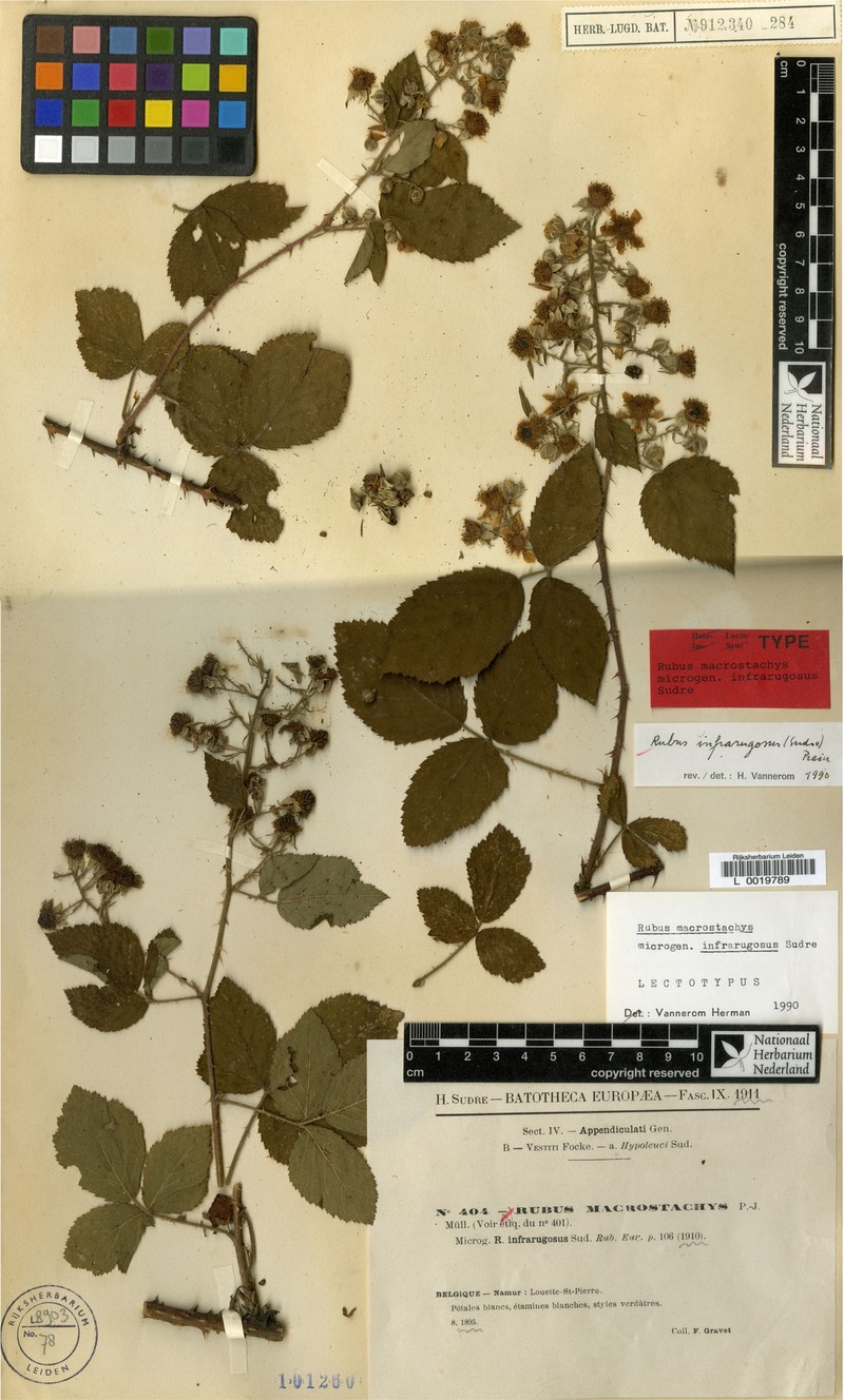 Rubus infrarugosus