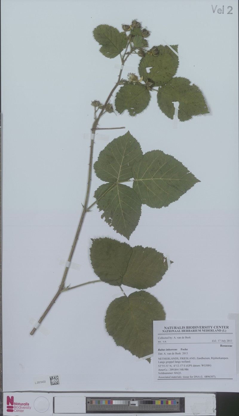 Rubus inhorrens
