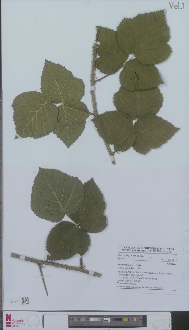 Rubus inhorrens photo 2