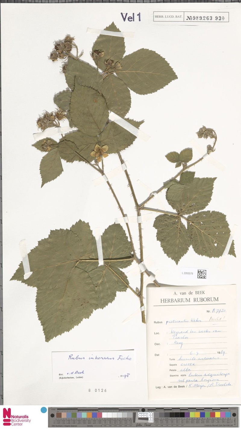 Rubus inhorrens photo 3