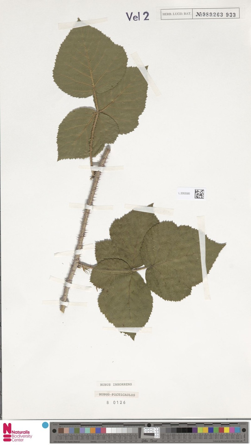 Rubus inhorrens photo 4