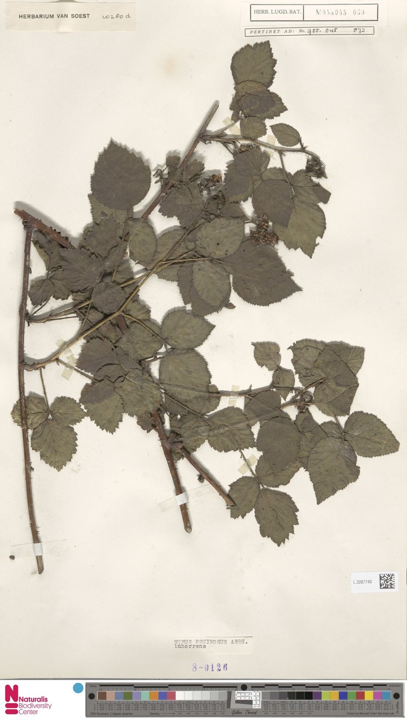 Rubus inhorrens photo 5