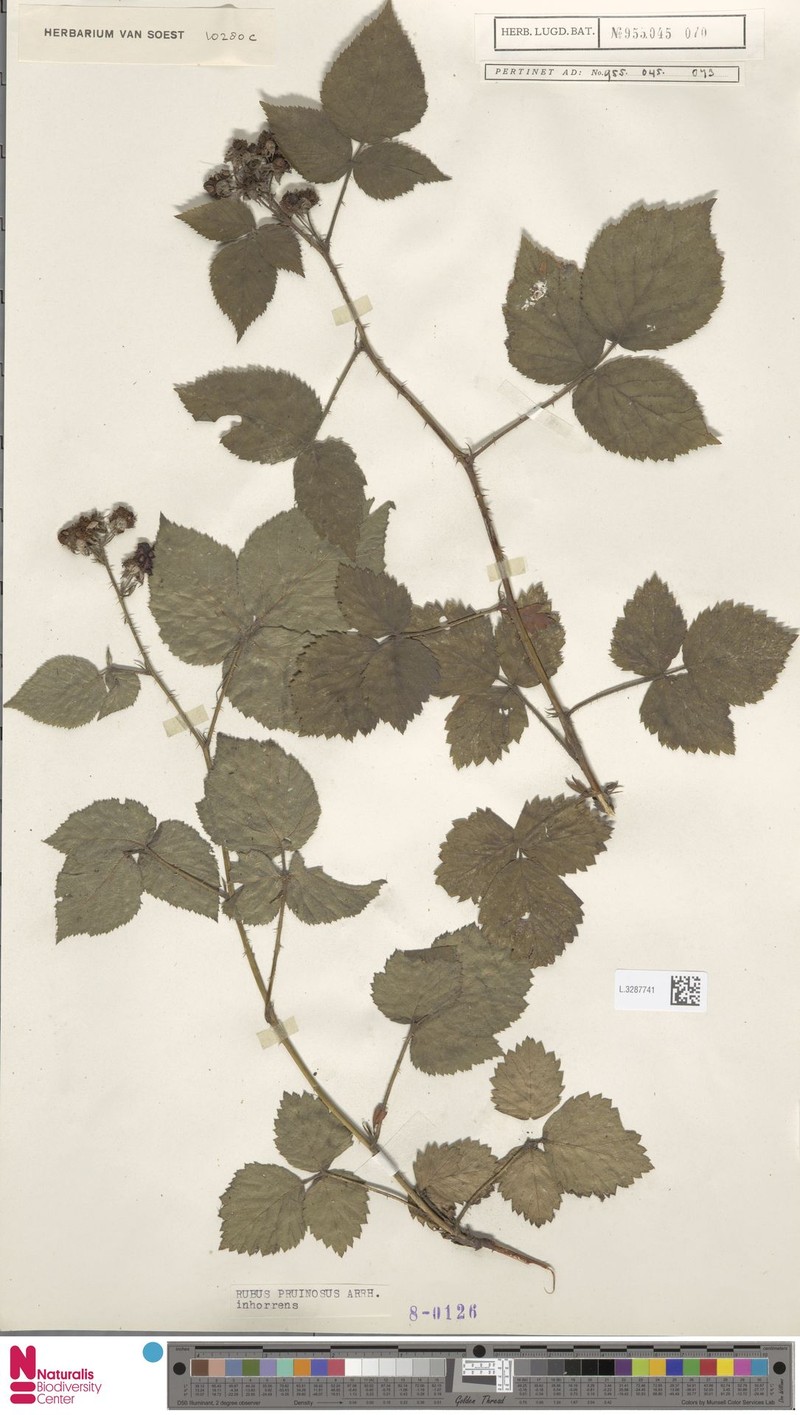 Rubus inhorrens photo 6