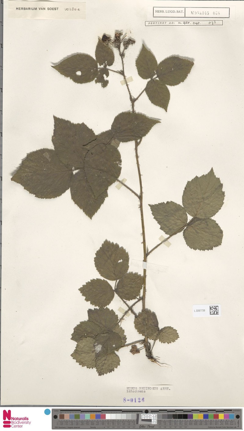 Rubus inhorrens photo 7