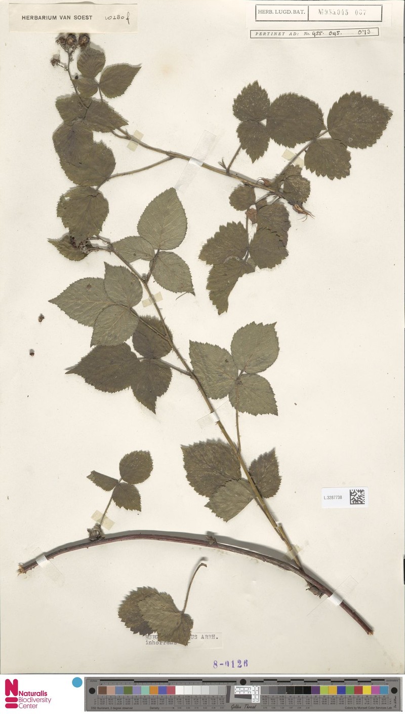 Rubus inhorrens photo 8