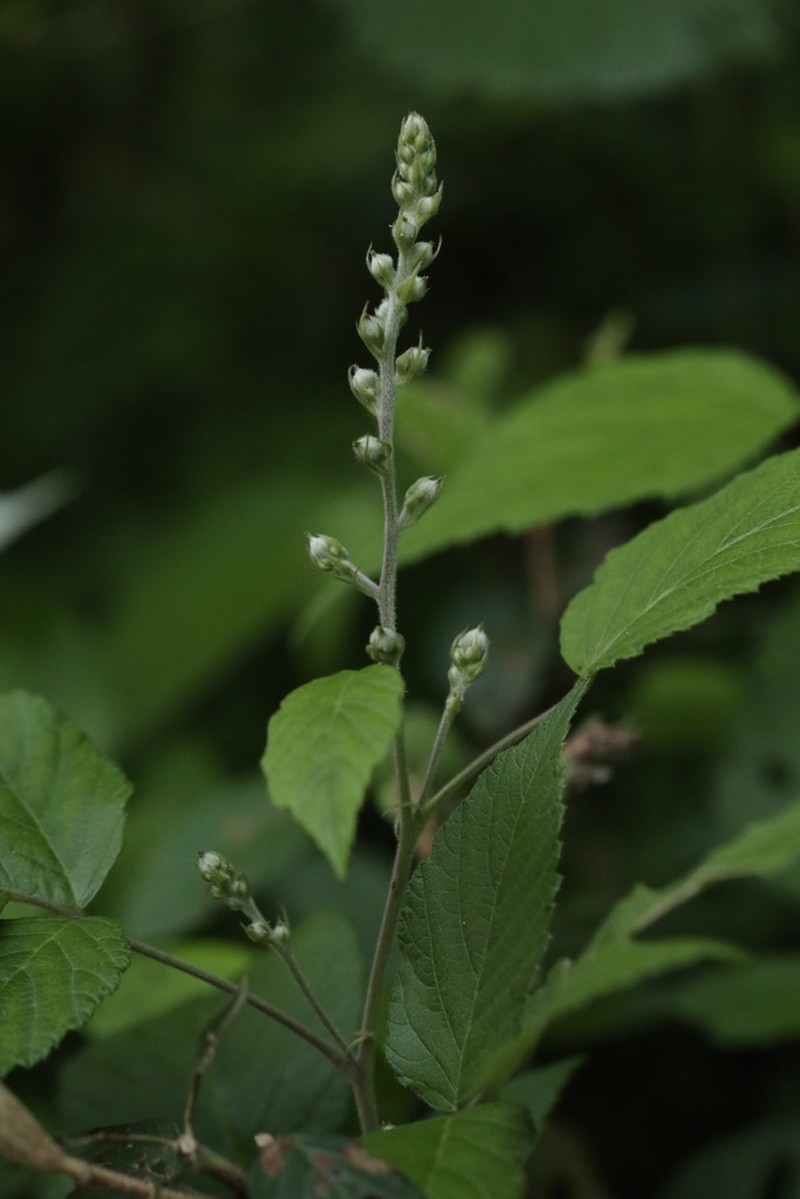 Rubus innominatus