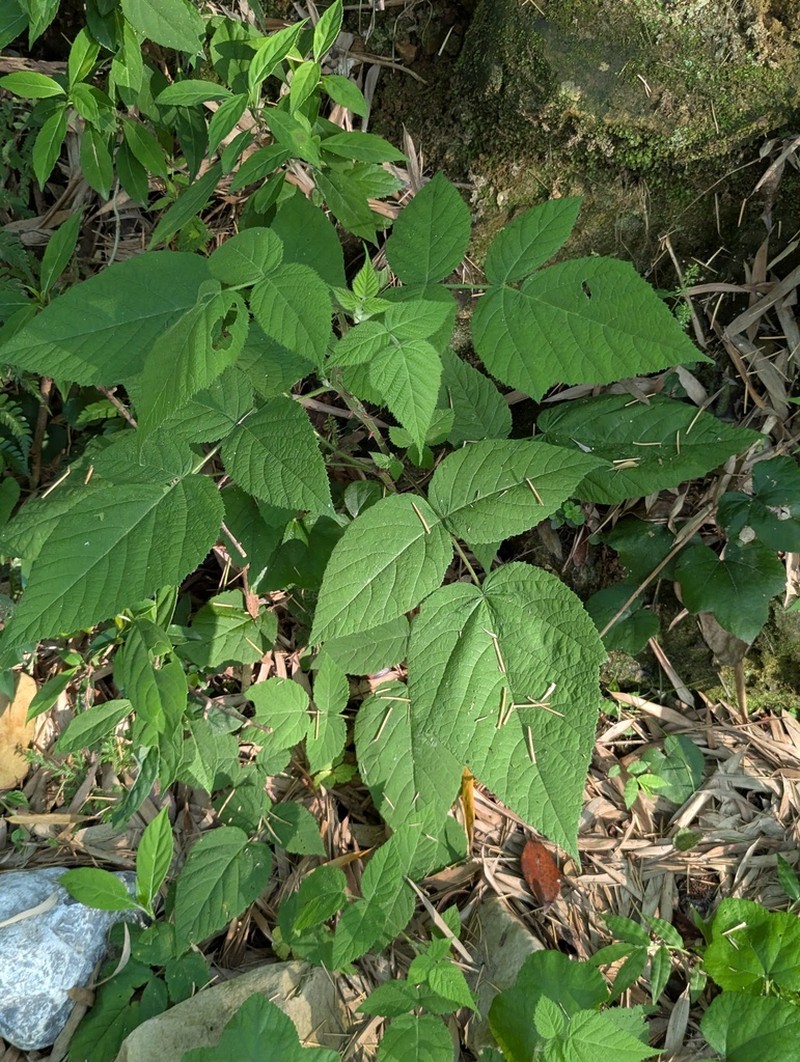 Rubus innominatus photo 2