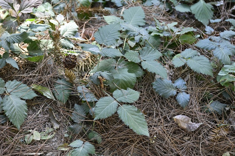Rubus innominatus photo 3