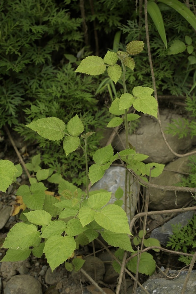 Rubus innominatus photo 4