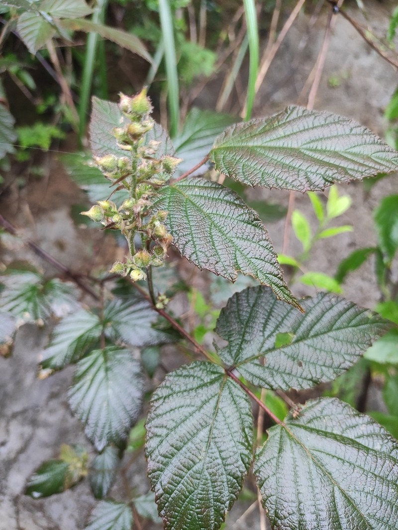 Rubus innominatus photo 5