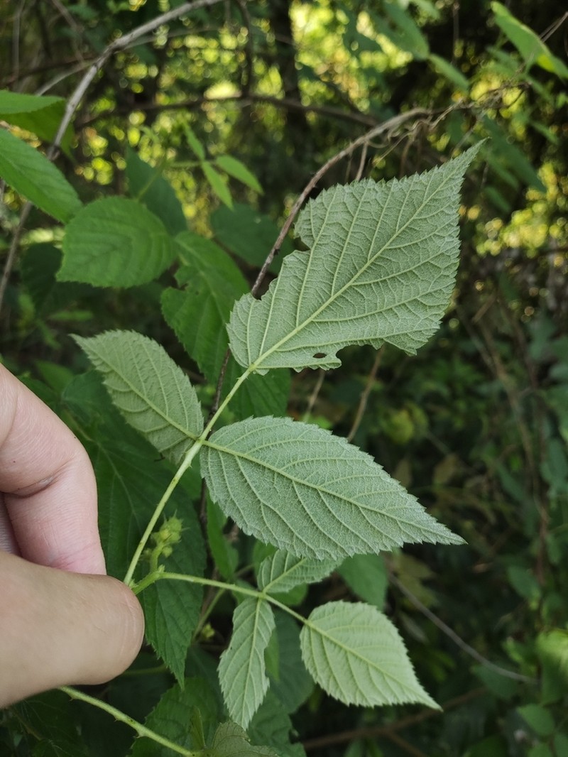 Rubus innominatus photo 6
